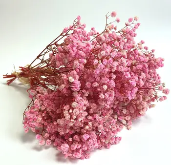  Стойкие светло-розовые сухоцветы 