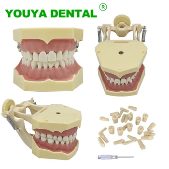  Обучающая модель для стоматологического кабинета, Стандартная модель с 32 шт съемными зубами, мягкая резинка, Модель Typodont, демонстрационный инструмент для студентов-стоматологов